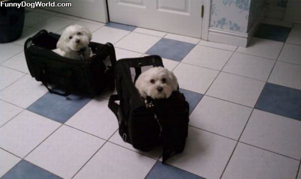 Bags Of Puppies
