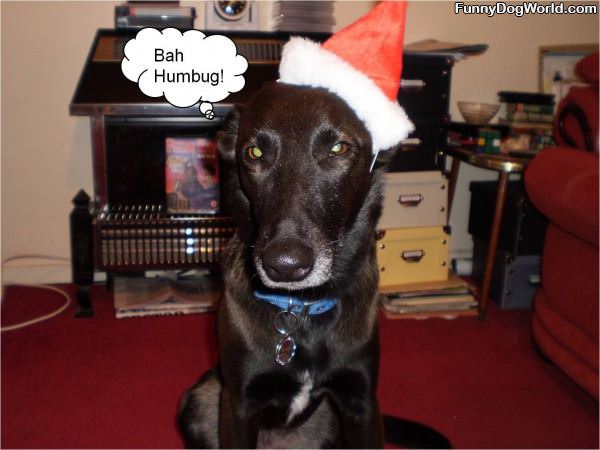 Bah Humbug