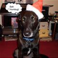 Bah Humbug