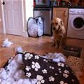 funny dog 3