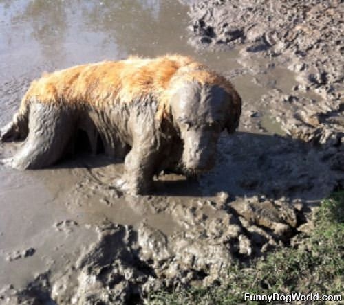 Bailey In The Mud