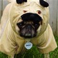 Bailey Ready For Halloween