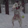 Ball Ball Ball Ball