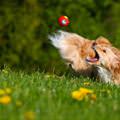 Ball Ball Ball