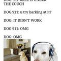 funny dog 4