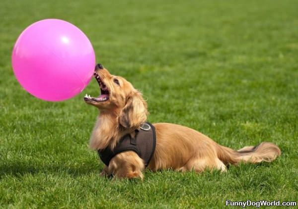 Balloon Eater