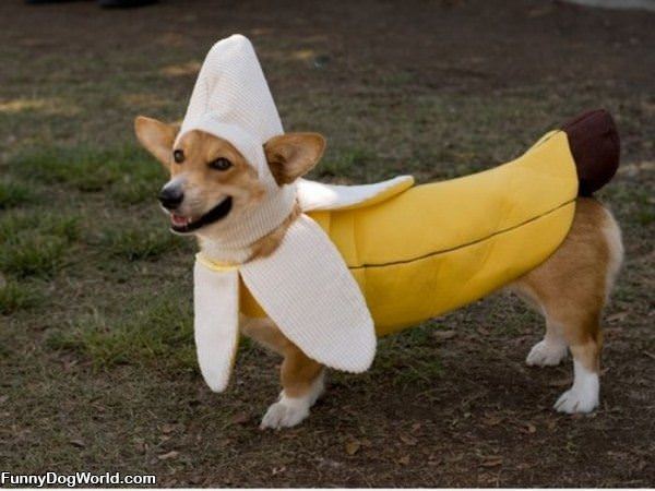 Banana Dog