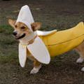 Banana Dog