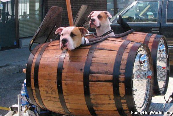 Barrell Dogs