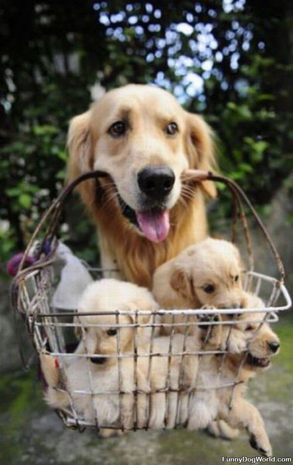 Basket Of Pups