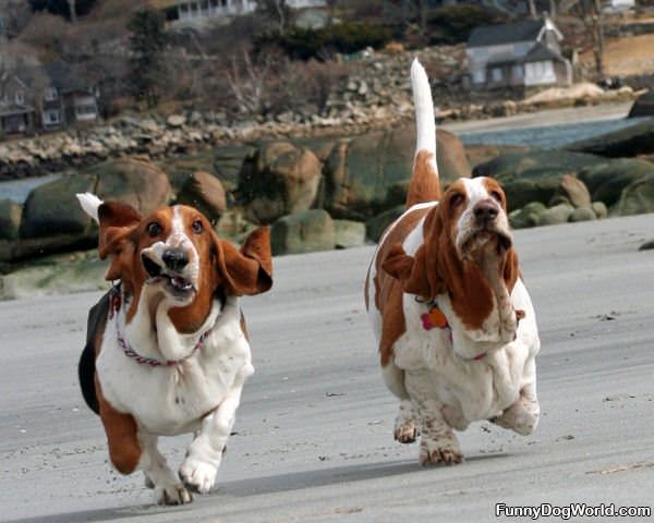 Basset Running