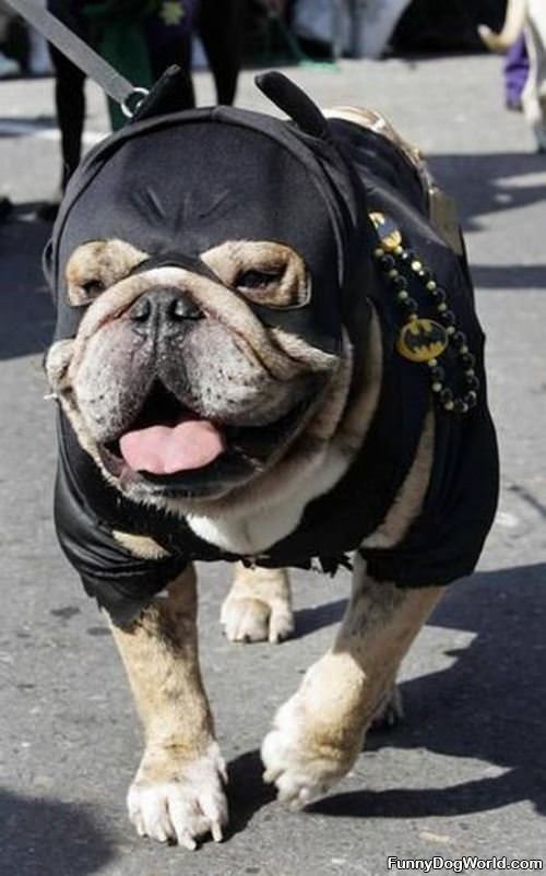 Bat Dog