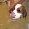 funny dog 3