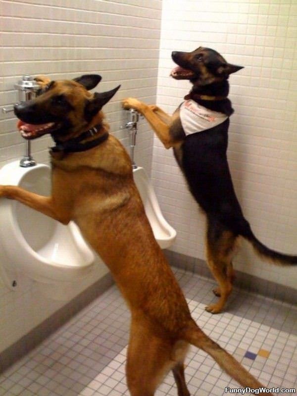 Bathroom Dogs