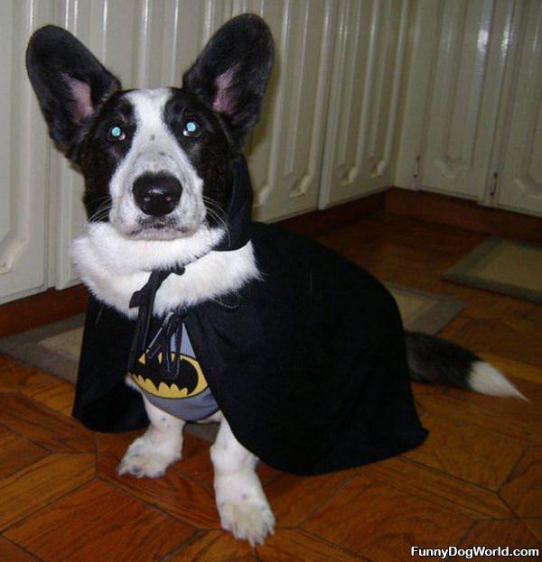 Batman Dog