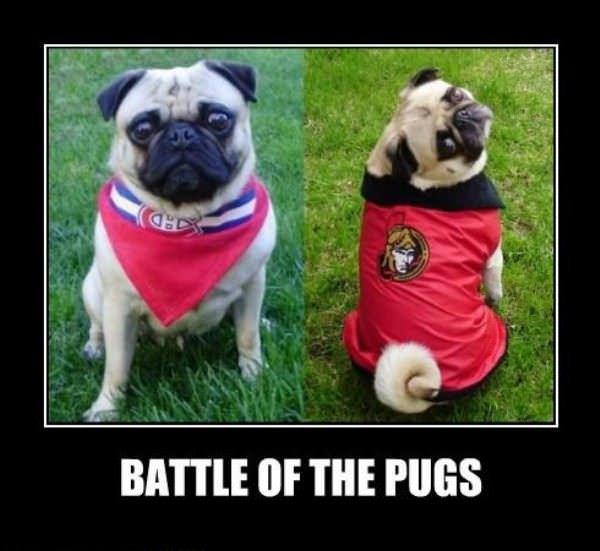 Battle Of The Pugs