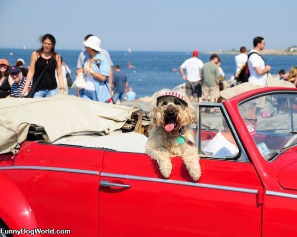 Beach Dog