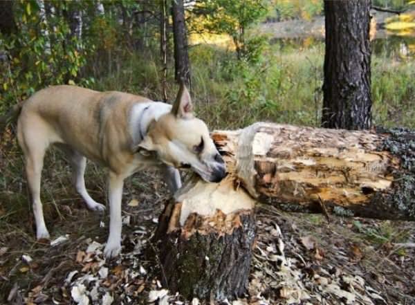 Beaver Dog