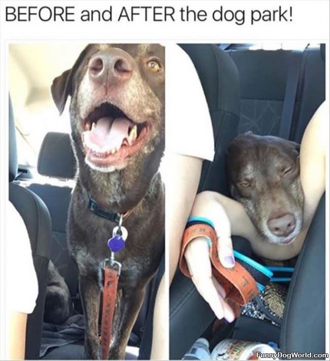 Before And After Dog Park