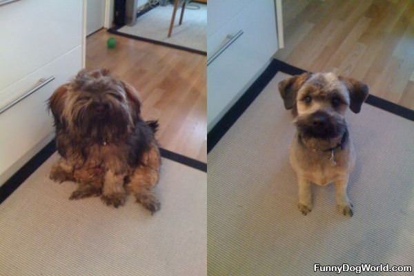 Before And After Haircut