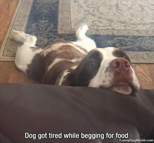 Begging For Some Food
