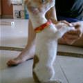 Begging