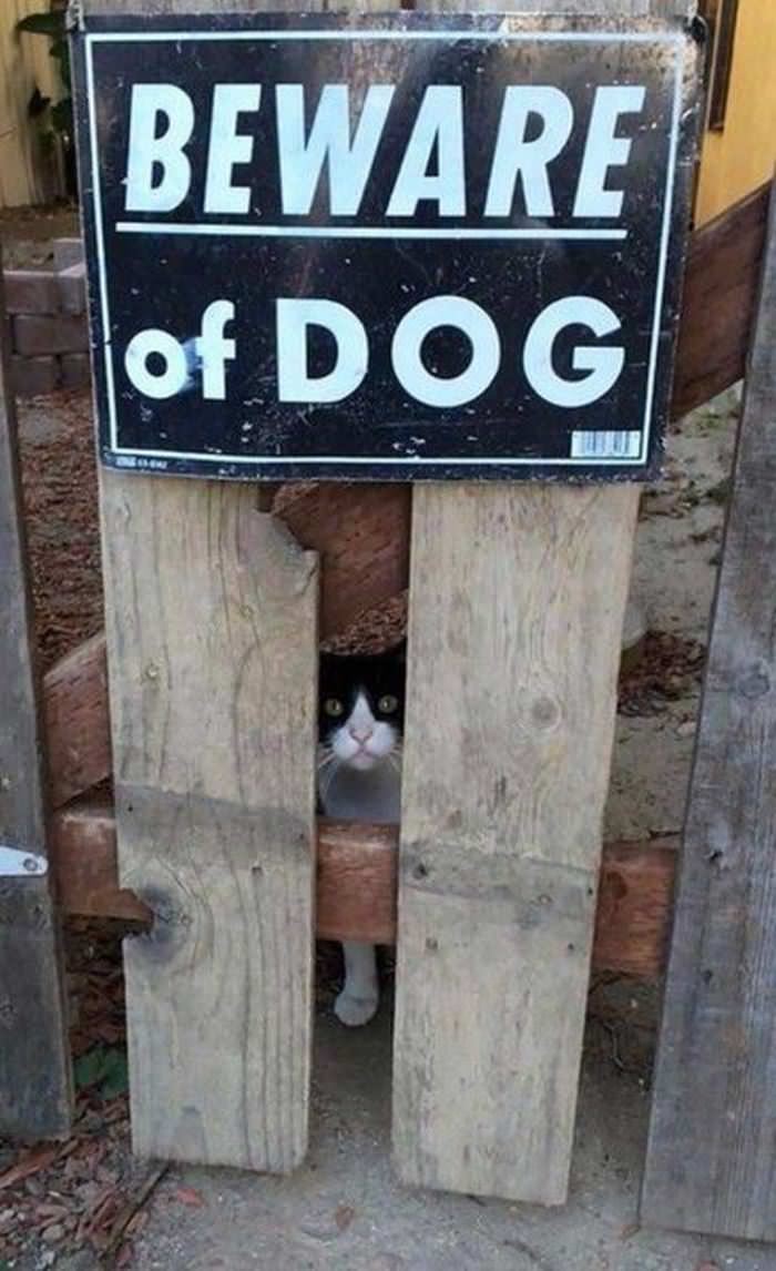 Beware Of Dog