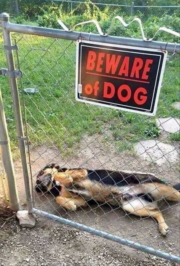 Beware Of This Dog