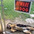 Beware Of This Dog