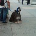 funny dog 4