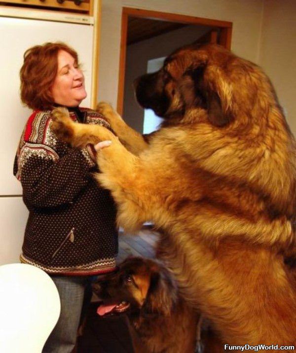 Big Doggy