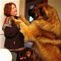funny dog 2
