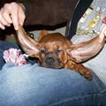 Big Floppy Ears