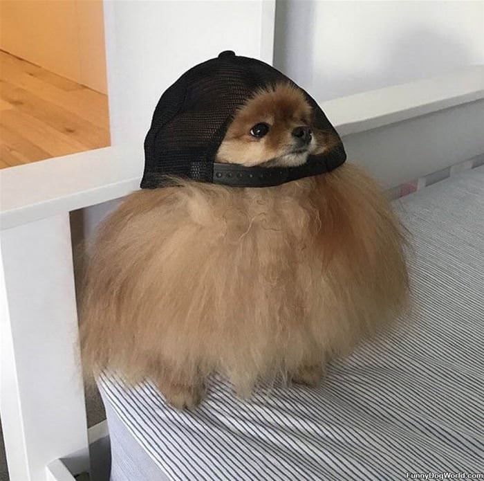 Big Hat Little Dog