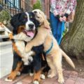 Big Hug Dude