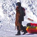 funny dog 4
