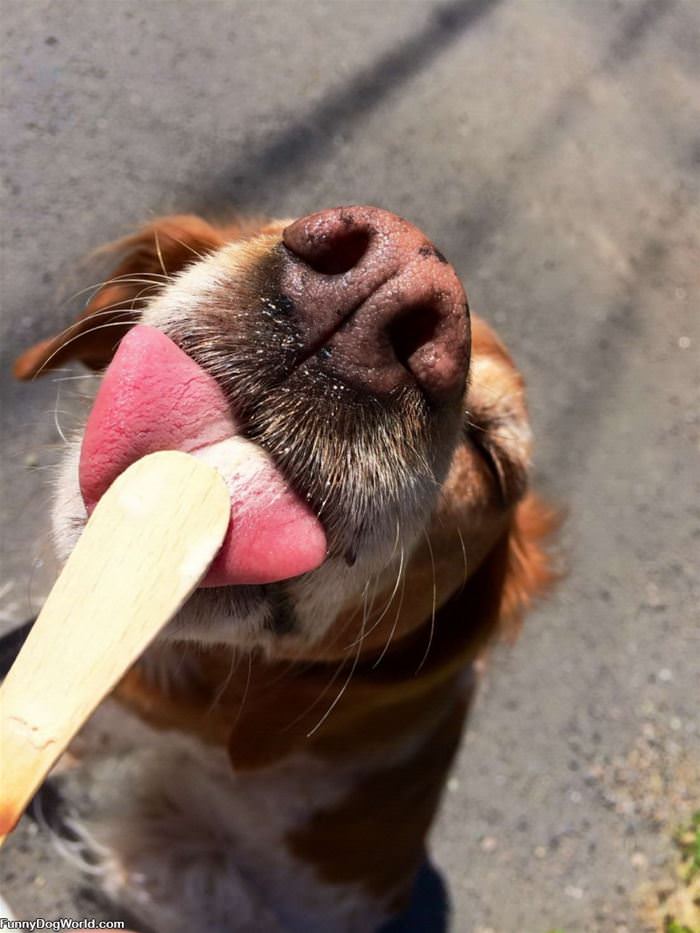 Big Lick