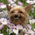 funny dog 1