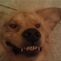 funny dog 2