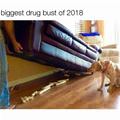 funny dog 5
