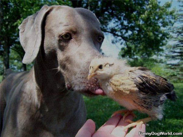 Bird Cleaning