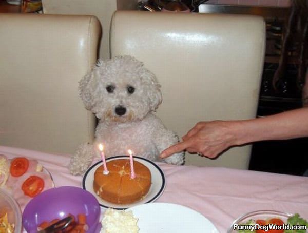 Birthday Dog