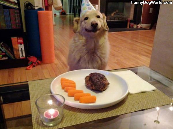 Birthday Dog Is So Happy