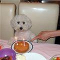 Birthday Dog