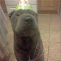 Birthday Hat Dog