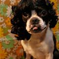 funny dog 1