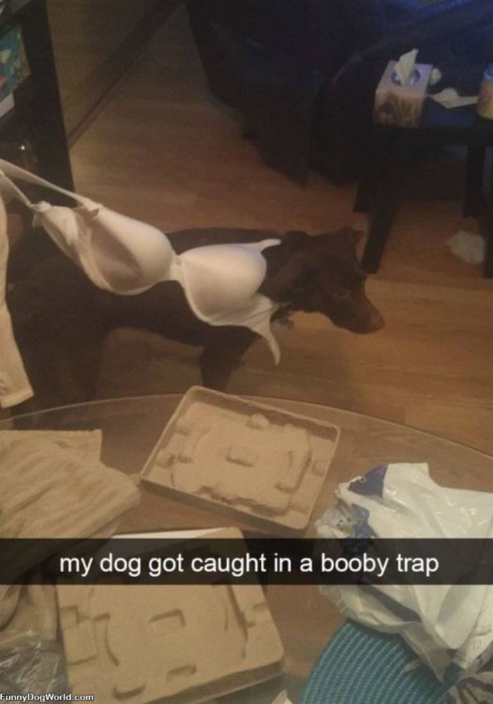 Booby Trap