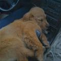 funny dog 4