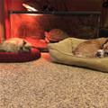 Both Napping