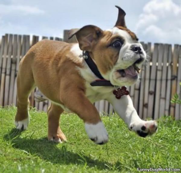 Bowoiwowow Bowoiwowow